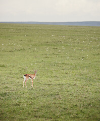 Wild safari animals - Tiny gazelle