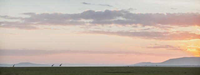Animals in the wild - Group of giraffes at sunrise in the Masaai Mara, Kenya