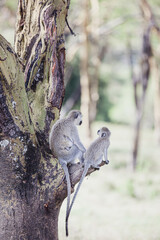 Wild safari animals - Vervet monkey