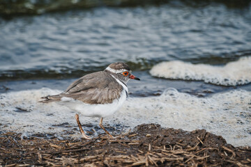 Wild safari animals - Three Banded Plover