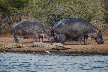 Fototapeta premium Wild safari animals - Hippopotamus and crocodile