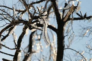 Natural background with ice crystals on plants after an icy rain.
