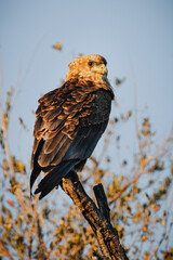 Wild safari animals - Tawny eagle