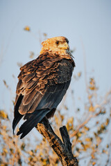 Wild safari animals - Tawny eagle