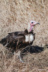 Wild safari animals - Vulture