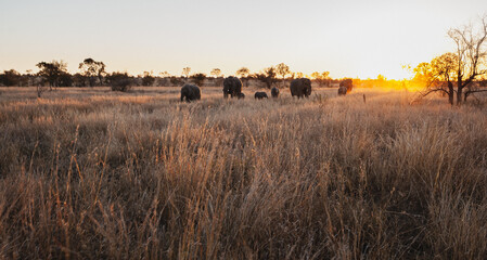 Wild safari animals - Elephant