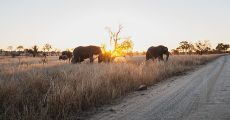 Wild safari animals - Elephant
