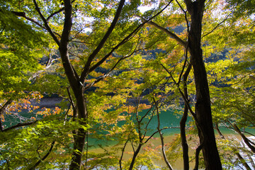 Fototapeta premium 紅葉