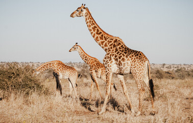 Naklejka na ściany i meble Wild safari animals - Giraffe