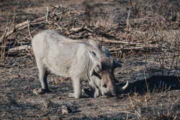 Wild safari animals - Warthog