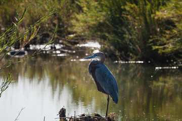 Wild safari animals - Heron