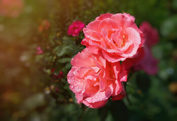 Rose soaked in the rain and bowed their heads under the weight of water droplets