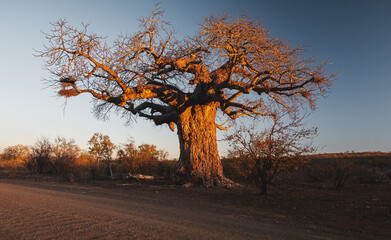 Fototapeta na wymiar Baobab tree, Kruger National Park, South Africa
