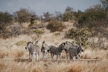 Fototapeta na wymiar Wild safari animals - Group of zebras in the Kruger National Park, South Africa