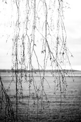 birch branches on meadow background