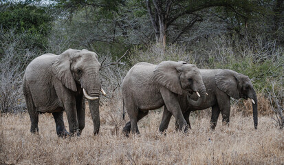 Obraz na płótnie Canvas Wild safari animals - Three elephants in the Kruger National Park, South Africa