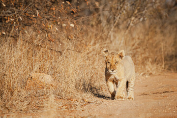 Fototapeta na wymiar Wild safari animals - Lion cub walking in the Kruger National Park, South Africa