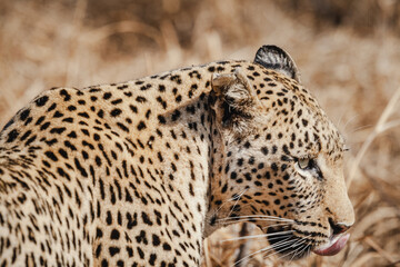 Fototapeta na wymiar Wild safari animals - Leopard stalking in the Kruger National Park, South Africa