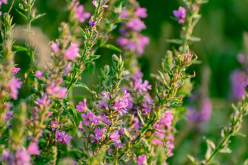 A variety of field plants and flowers in close-up. On stems and twigs with green leaves at different times of the year. Natural bouquets and useful herbs for folk medicine