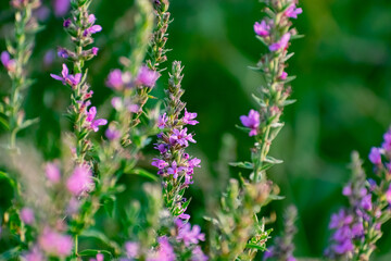 A variety of field plants and flowers in close-up. On stems and twigs with green leaves at different times of the year. Natural bouquets and useful herbs for folk medicine
