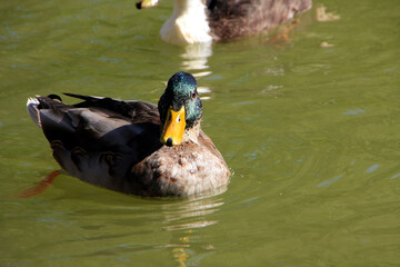Eine männliche Stockente (Anas platyrhynchos) auf einem Teich. Geisa, Rhön, Thüringen, Deutschland, Europa