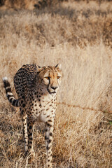 Wild safari animals - Cheetah