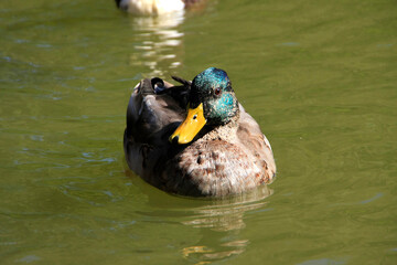 Eine männliche Stockente (Anas platyrhynchos) auf einem Teich. Geisa, Rhön, Thüringen, Deutschland, Europa
