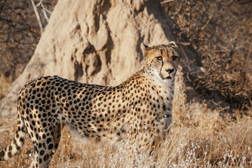 Wild safari animals - Cheetah