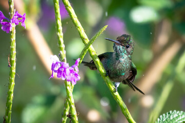 A juvenile Copper-rumped hummingbird bathing in the rain. tropical bird in a garden.  Bird perching in a Vervain bush. Hummingird and flower.