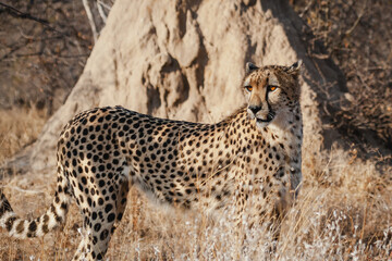 Wild safari animals - Cheetah