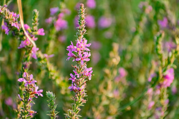 A variety of field plants and flowers in close-up. On stems and twigs with green leaves at different times of the year. Natural bouquets and useful herbs for folk medicine