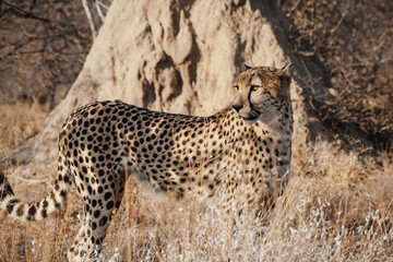 Wild safari animals - Cheetah