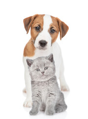 Young Jack russell terrier puppy and gray  kitten sit together in front view and look at camera. isolated on white background