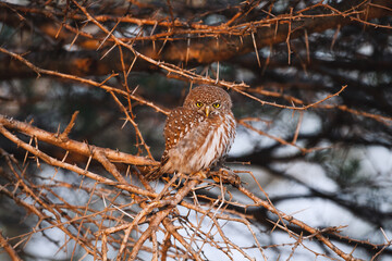 Wild safari animals - Little Owlin a thorny bush, Kruger National Park, South Africa