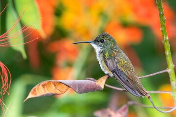White-chested Emerald hummingbird perching in a Pride of Barbados Tree. tropical bird in a garden.  Bird perching with blurred background. Close-up of hummingbird.