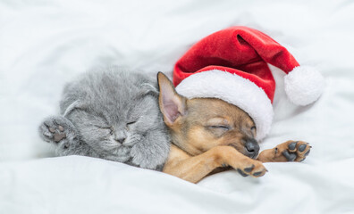 Toy terrier puppy wearing red santa's hat and gray kitten sleep together under a white blanket on a bed at home