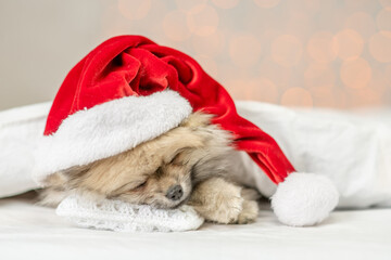 Pomeranian spitz puppy wearing santa hat sleeps on a pillow under white blanket on festive background