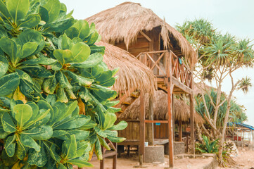 beautiful green plants with traditional wooden hut at Indrayanti beach with  sky in Gunung Kidul, Yogyakarta - Indonesia