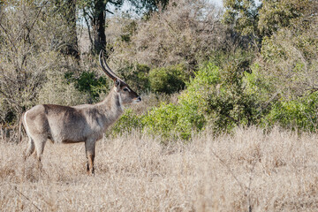 Wild safari animals - Waterbuck, Kruger National Park, South Africa