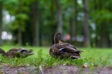 Female duck standing on the grass in park.