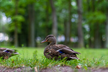 Female duck standing on the grass in park.