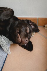 Vertical close-up chocolate Labrador puppy lying on the ground sleeping with open eyes and a funny face.