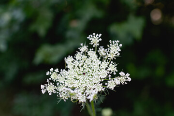 A variety of field plants and flowers in close-up. On stems and twigs with green leaves at different times of the year. Natural bouquets and useful herbs for folk medicine