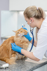 Vet doctor is making a check up of a adult maine coon cat with stethoscope at clinic