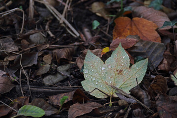 Herbst