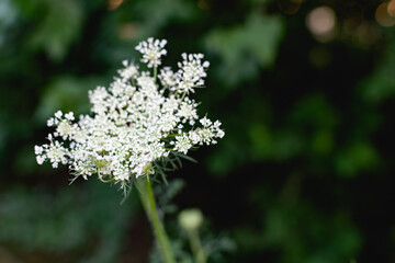 A variety of field plants and flowers in close-up. On stems and twigs with green leaves at different times of the year. Natural bouquets and useful herbs for folk medicine