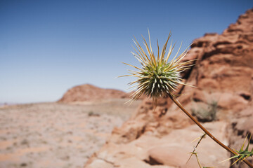 Wadi Rum desert flower, Jordan
