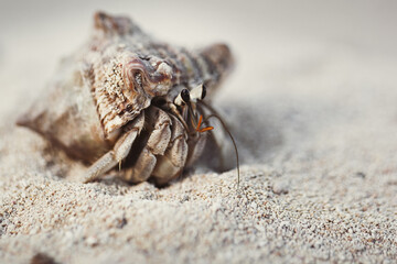 Hermit crab on a beach