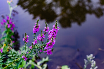 A variety of field plants and flowers in close-up. On stems and twigs with green leaves at different times of the year. Natural bouquets and useful herbs for folk medicine