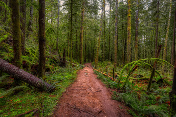 Mystical View of the Trail in Rain Forest during a foggy and rainy Fall Season. Alice Lake Provincial Park, Squamish, North of Vancouver, British Columbia, Canada.